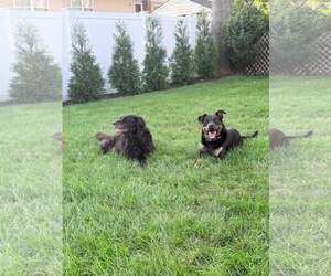 Retriever -Unknown Mix Dogs for adoption in Woodbury, NY, USA