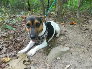 Jack Russell Terrier Dogs for adoption in Randleman, NC, USA