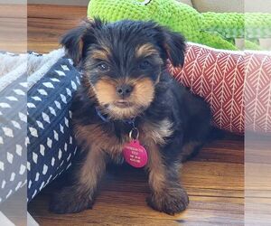 Mutt Dogs for adoption in Berlin, MD, USA