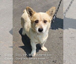 Pembroke Welsh Corgi-Unknown Mix Dogs for adoption in Agoura Hills, CA, USA