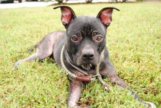 Bullboxer Pit Dogs for adoption in Windsor, VA, USA