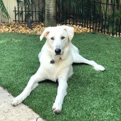 Small German Shepherd Dog-Great Pyrenees Mix