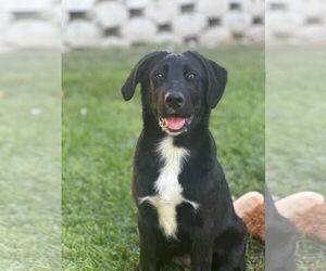 Labrador Retriever-Unknown Mix Dogs for adoption in San Diego, CA, USA