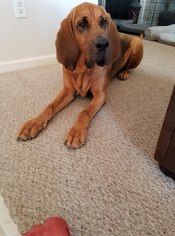 Bloodhound Dogs for adoption in Lewistown, PA, USA