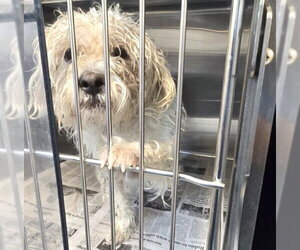Poodle (Miniature)-Unknown Mix Dogs for adoption in Houston, TX, USA