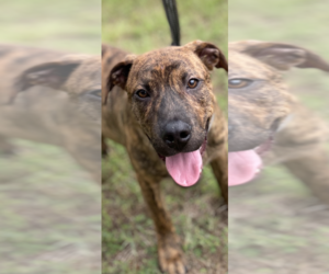 Mountain Cur-Unknown Mix Dogs for adoption in Conway, AR, USA
