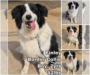 Border Collie Dogs for adoption in Seattle, WA, USA