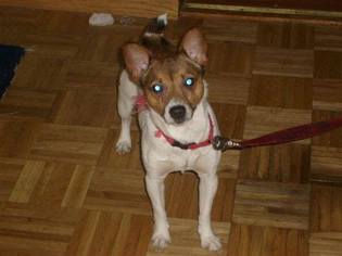 Jack Russell Terrier Dogs for adoption in Westminster, MD, USA