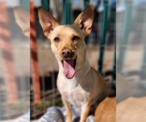 Chihuahua-Unknown Mix Dogs for adoption in Santa Rosa, CA, USA