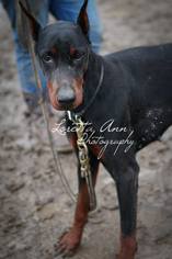 Small Doberman Pinscher