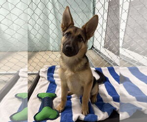 German Shepherd Dog Dogs for adoption in San Diego, CA, USA
