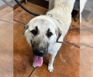 Anatolian Shepherd-Great Pyrenees Mix Dogs for adoption in Bolivar, MO, USA
