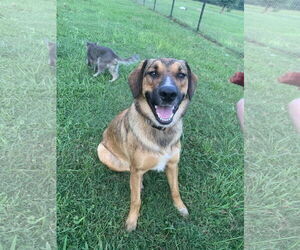 German Shepherd Dog-Unknown Mix Dogs for adoption in McDonough, GA, USA