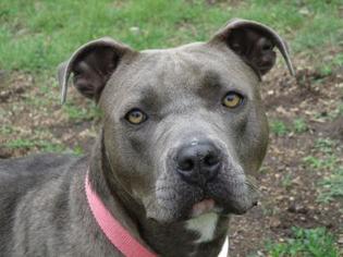 American Pit Bull Terrier Dogs for adoption in Newton, KS, USA