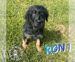 Rottle Dogs for adoption in Omaha, NE, USA