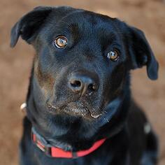 Chow Chow-Labrador Retriever Mix Dogs for adoption in Kanab, UT, USA