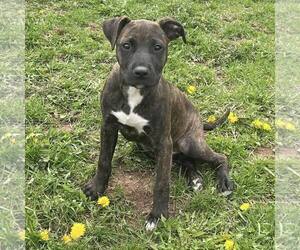 American Staffordshire Terrier-Unknown Mix Dogs for adoption in New Oxford , PA, USA