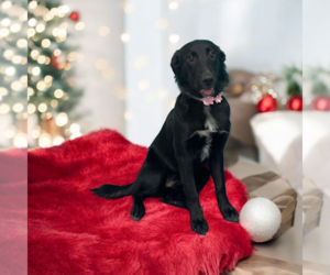 Mutt Dogs for adoption in Vail, AZ, USA