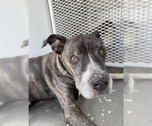 American Pit Bull Terrier Dogs for adoption in Bakersfield, CA, USA