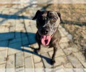 Labrador Retriever Dogs for adoption in Ocala, FL, USA