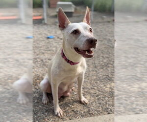 Mutt Dogs for adoption in Bemidji, MN, USA