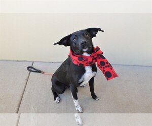 Borador Dogs for adoption in McKinney, TX, USA