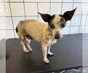 Chihuahua Dogs for adoption in Downey, CA, USA
