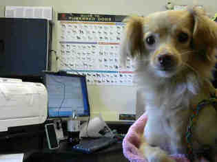 Chiranian Dogs for adoption in Sacramento, CA, USA