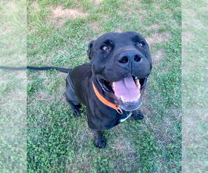 American Pit Bull Terrier Dogs for adoption in Bryant, AR, USA