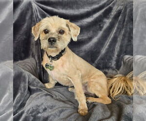 Cock-A-Tzu Dogs for adoption in Albuquerque, NM, USA