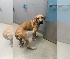 Mastiff-Unknown Mix Dogs for adoption in Las Vegas, NV, USA