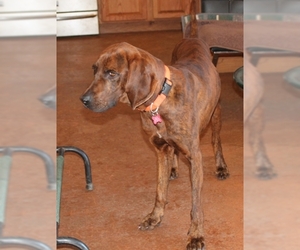 Plott Hound Dogs for adoption in Murphy, NC, USA