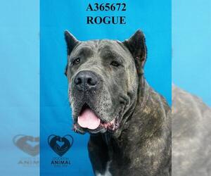 Mutt Dogs for adoption in Stockton, CA, USA