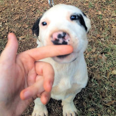 Medium Photo #1 Labrador Retriever Puppy For Sale in Rutherfordton, NC, USA