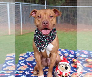 Mutt Dogs for adoption in Rockaway, NJ, USA