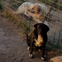 Great Pyrenees-Pointer Mix Dogs for adoption in Whitewright, TX, USA