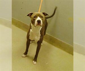 American Pit Bull Terrier-Unknown Mix Dogs for adoption in Las Vegas, NV, USA
