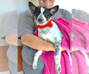 Mutt Dogs for adoption in McKinney, TX, USA