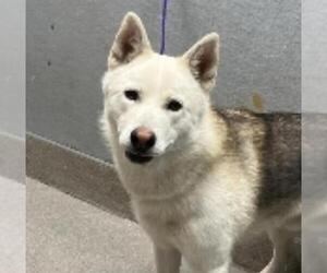 Huskies -Unknown Mix Dogs for adoption in Las Vegas, NV, USA