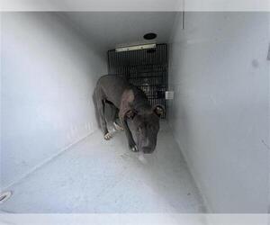 American Pit Bull Terrier-Unknown Mix Dogs for adoption in Houston, TX, USA