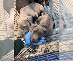 American Pit Bull Terrier-Unknown Mix Dogs for adoption in Tallahassee, FL, USA