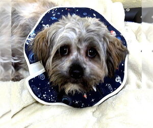Shih Tzu-Unknown Mix Dogs for adoption in Dedham, MA, USA