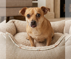 Chihuahua Dogs for adoption in Vail, AZ, USA
