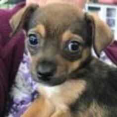 Beagle Dogs for adoption in Pleasanton, CA, USA