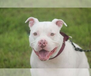 American Pit Bull Terrier-Unknown Mix Dogs for adoption in San Antonio, TX, USA