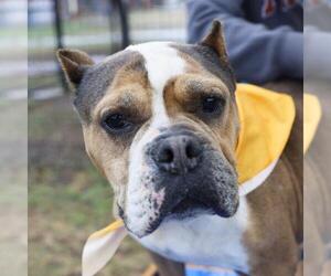 American Bulldog-Unknown Mix Dogs for adoption in San Antonio, TX, USA
