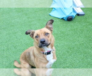 Mutt Dogs for adoption in Chestertown, MD, USA