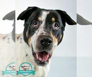 Boxer-Unknown Mix Dogs for adoption in Kennesaw, GA, USA