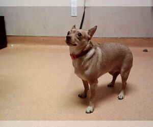 Chihuahua Dogs for adoption in Martinez, CA, USA