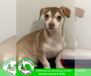 Chihuahua-Unknown Mix Dogs for adoption in Stroudsburg, PA, USA
